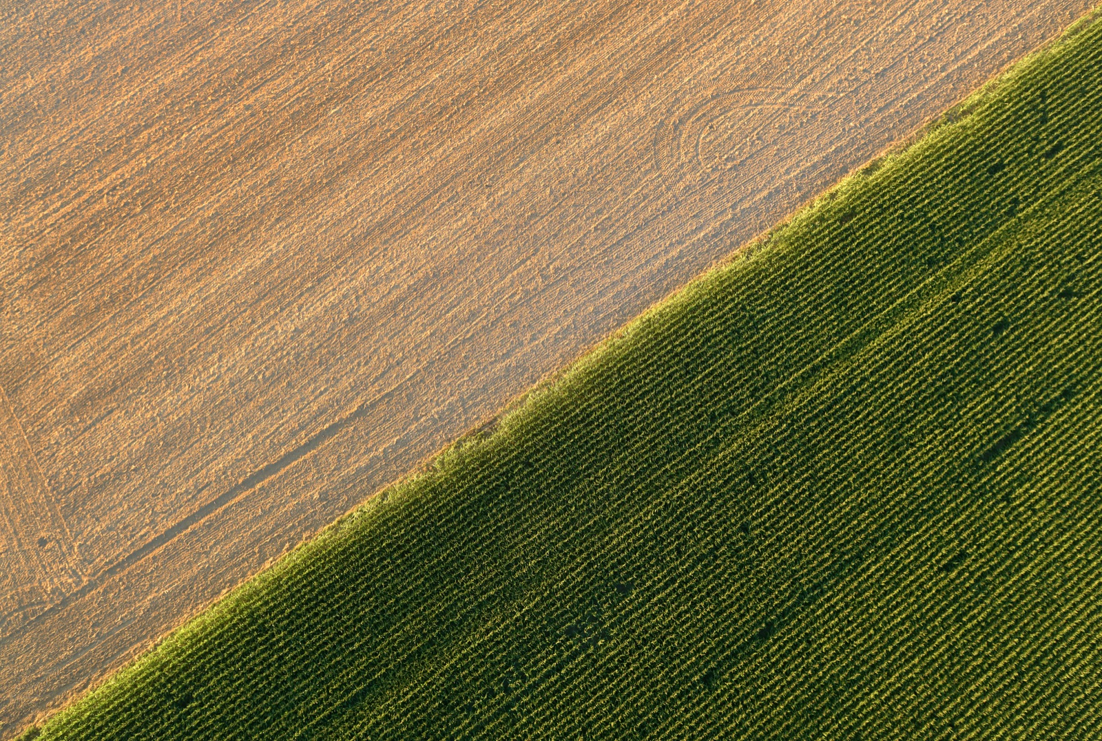 Wheat field in warm evening light